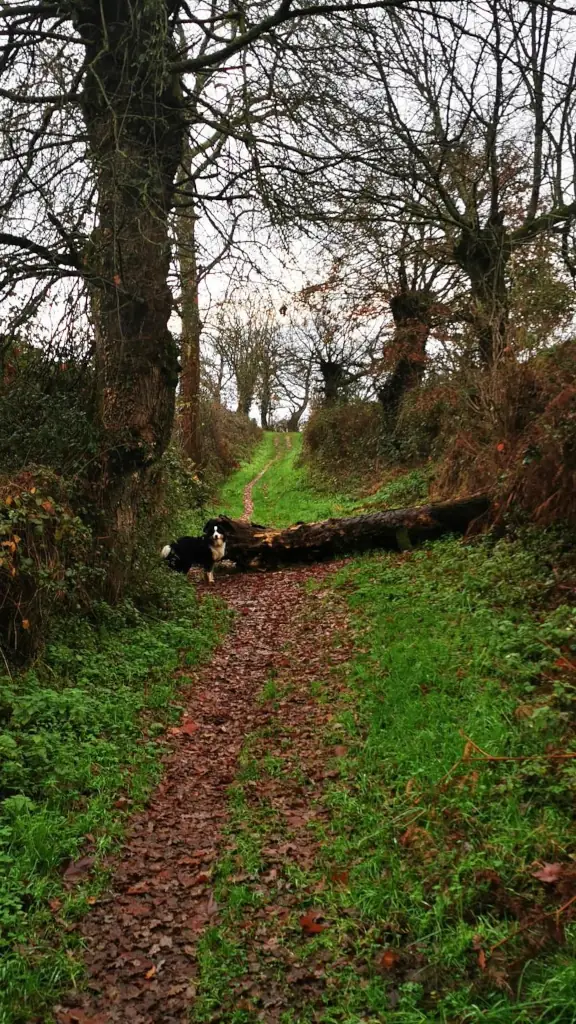 Sentier de trail peu fréquenté en hiver, parcouru lors d’une sortie avec mon chien